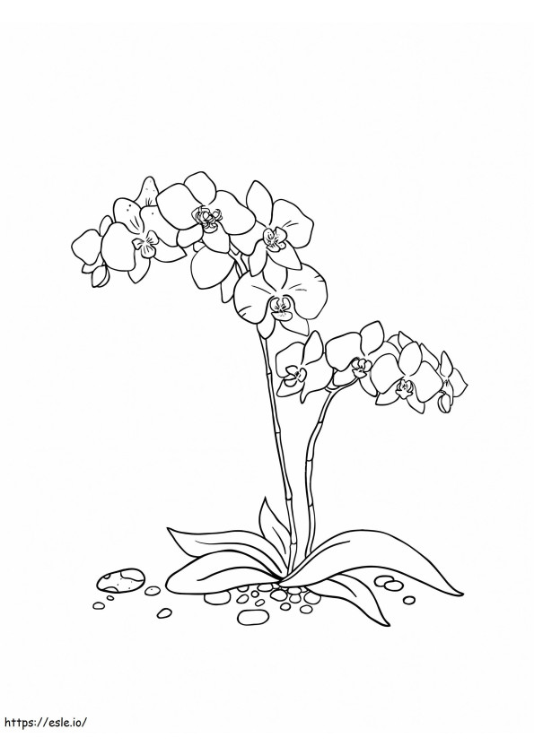 Coloriage Orchidée à imprimer à imprimer dessin