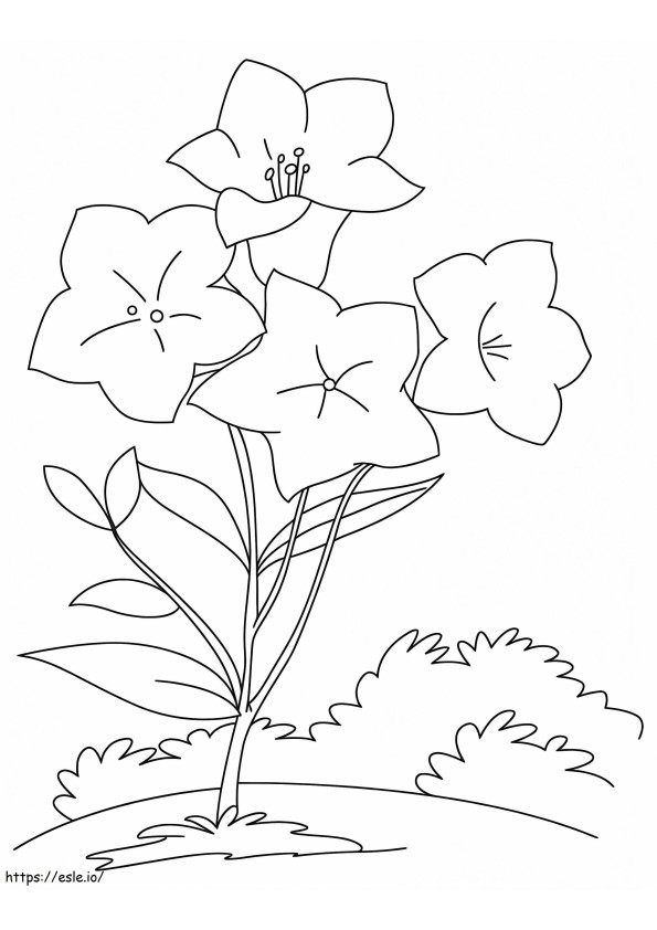 Flores de campânula 5 para colorir