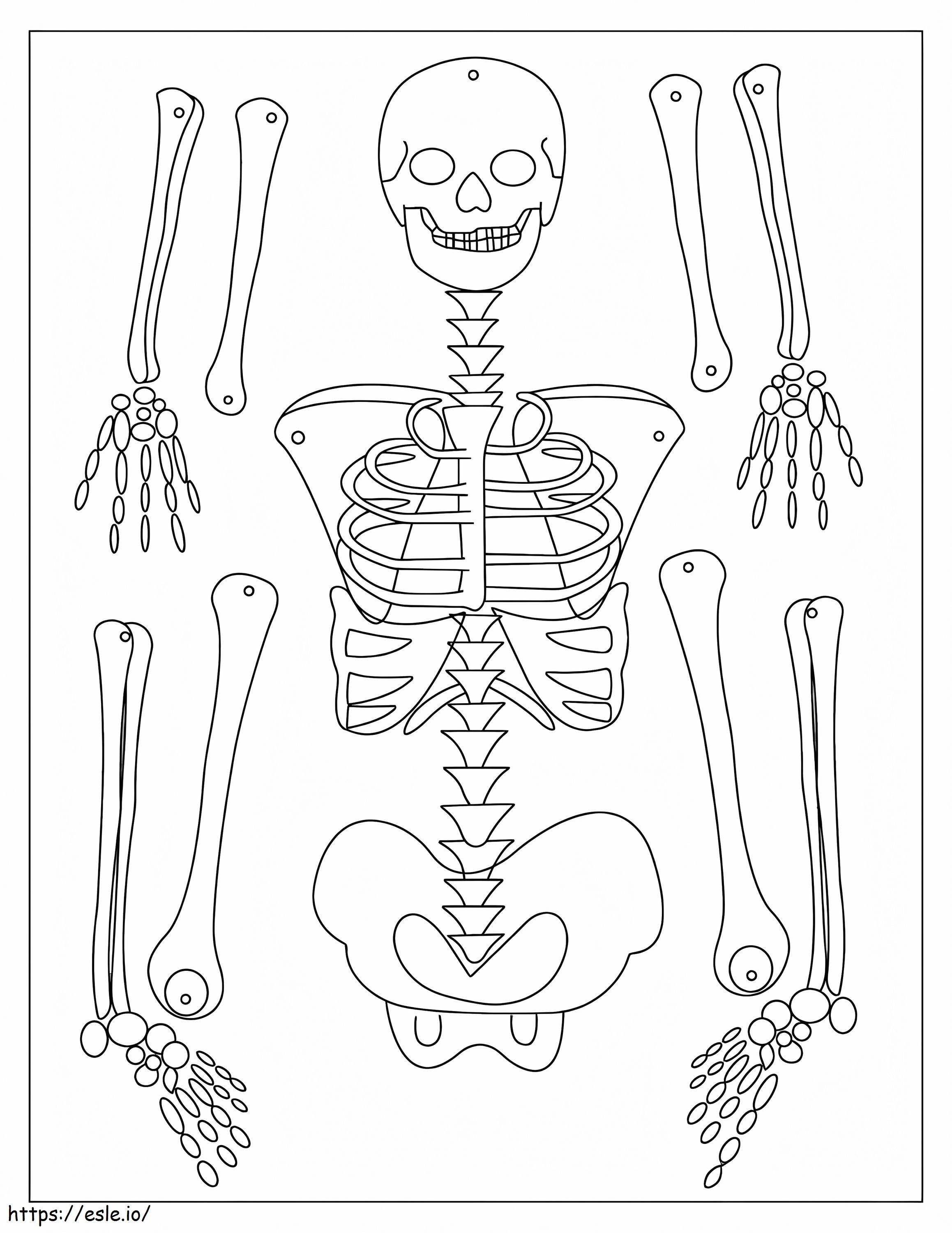 Perfektes Skelett ausmalbilder