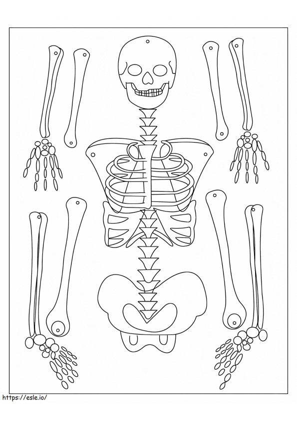 Idealny szkielet kolorowanka