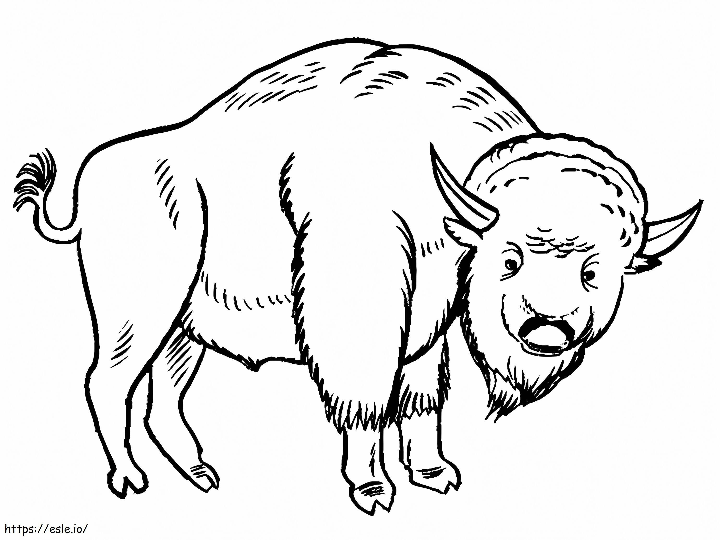 Um bisão para colorir