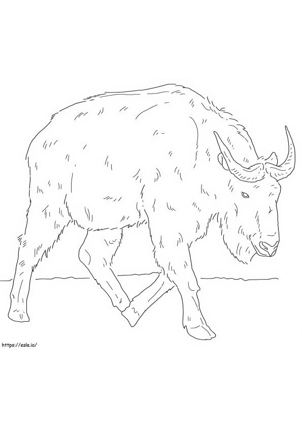 Kultainen Takin