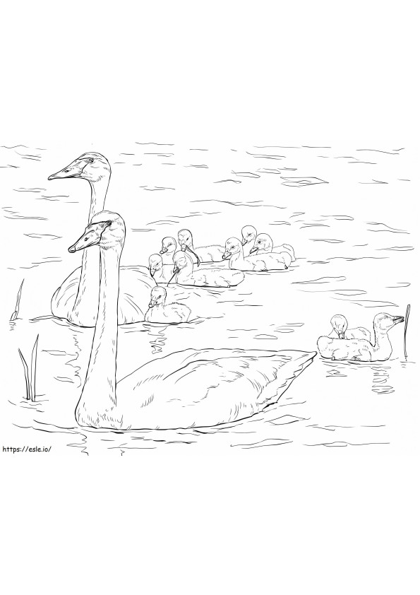 Trumpeter Swan Family coloring page