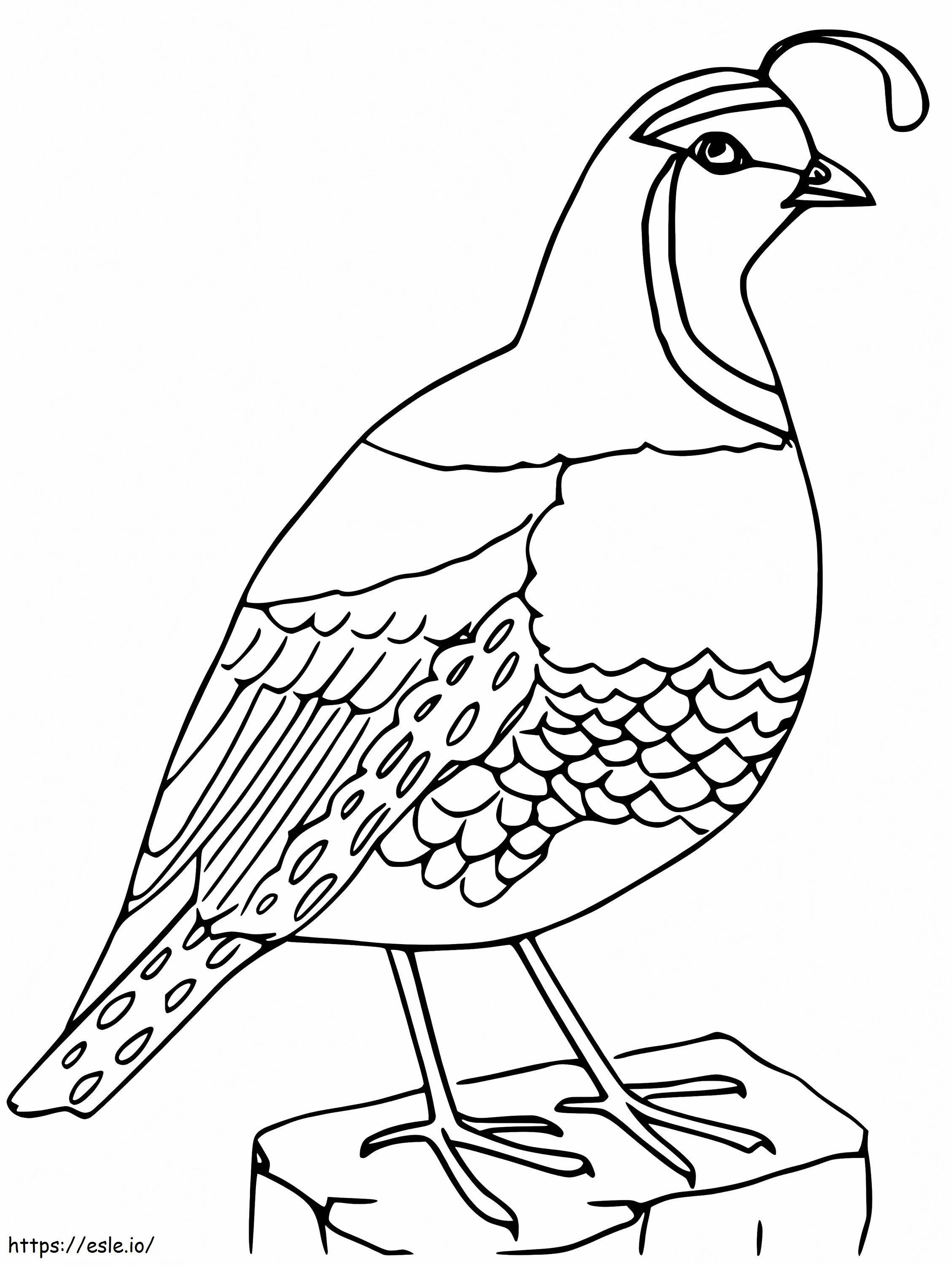Quail 4 coloring page