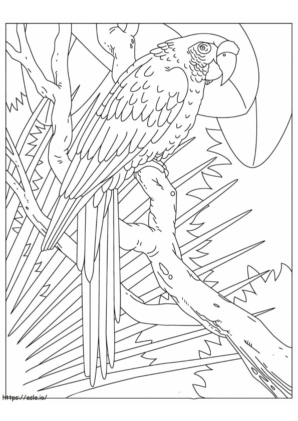 Podstawowa Papuga W Drzewie kolorowanka