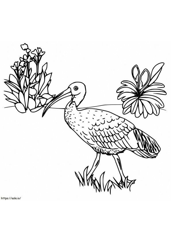 Coloriage Ibis gratuit à imprimer dessin