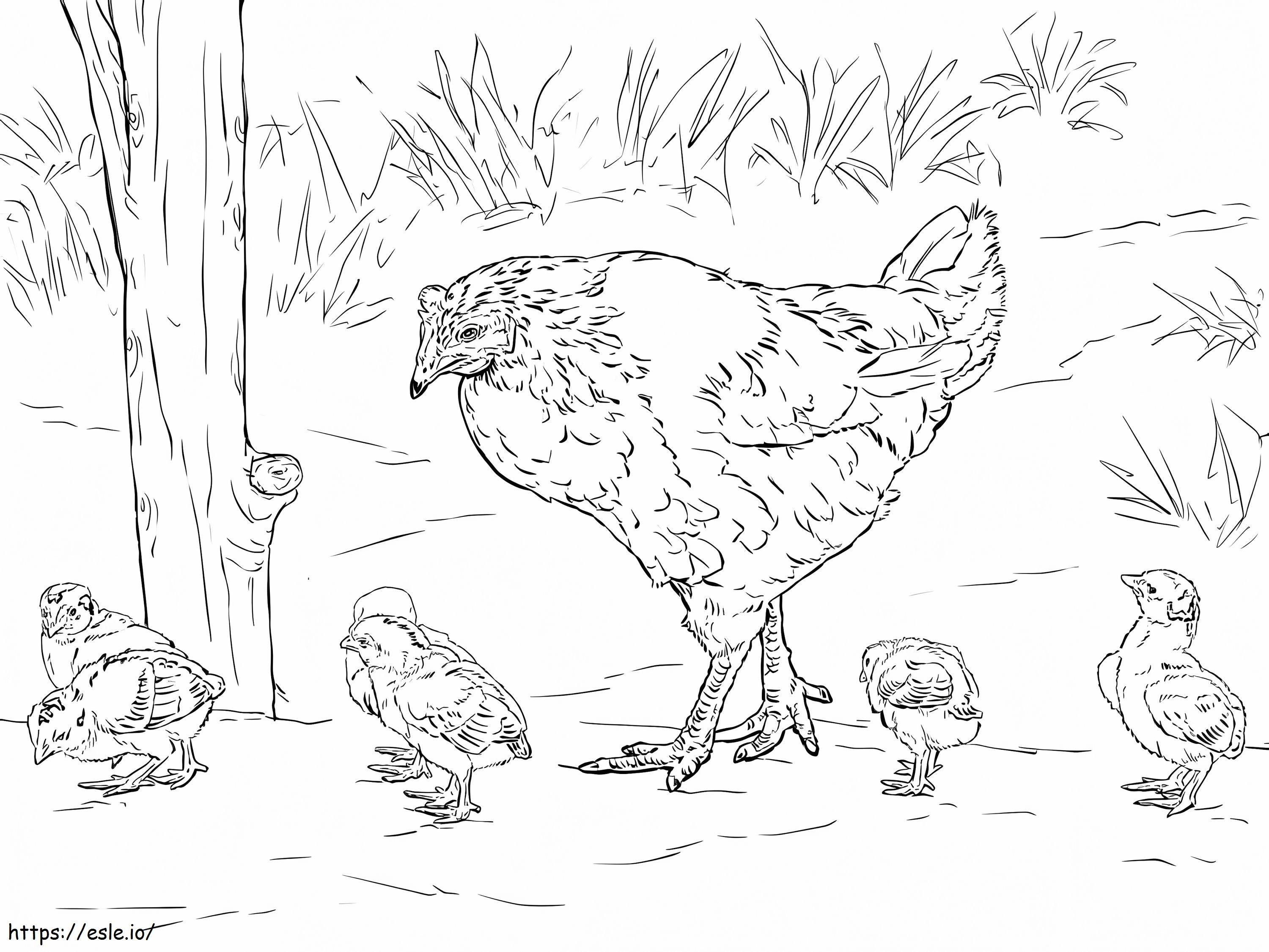 Hen With Chicks coloring page