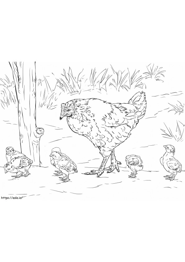 Ayam Dengan Anak Ayam Gambar Mewarnai