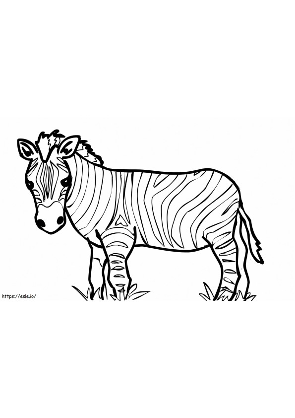 Zebra fűvel