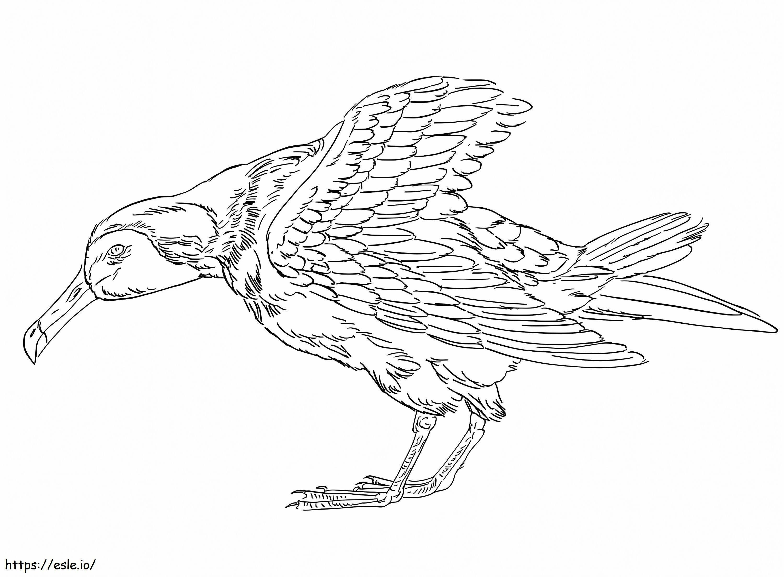 Coloriage Albatros d'Amsterdam à imprimer dessin