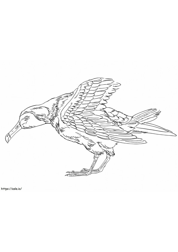 Albatros Amsterdamski kolorowanka