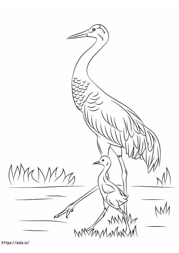 Sandhill Crane And Baby coloring page