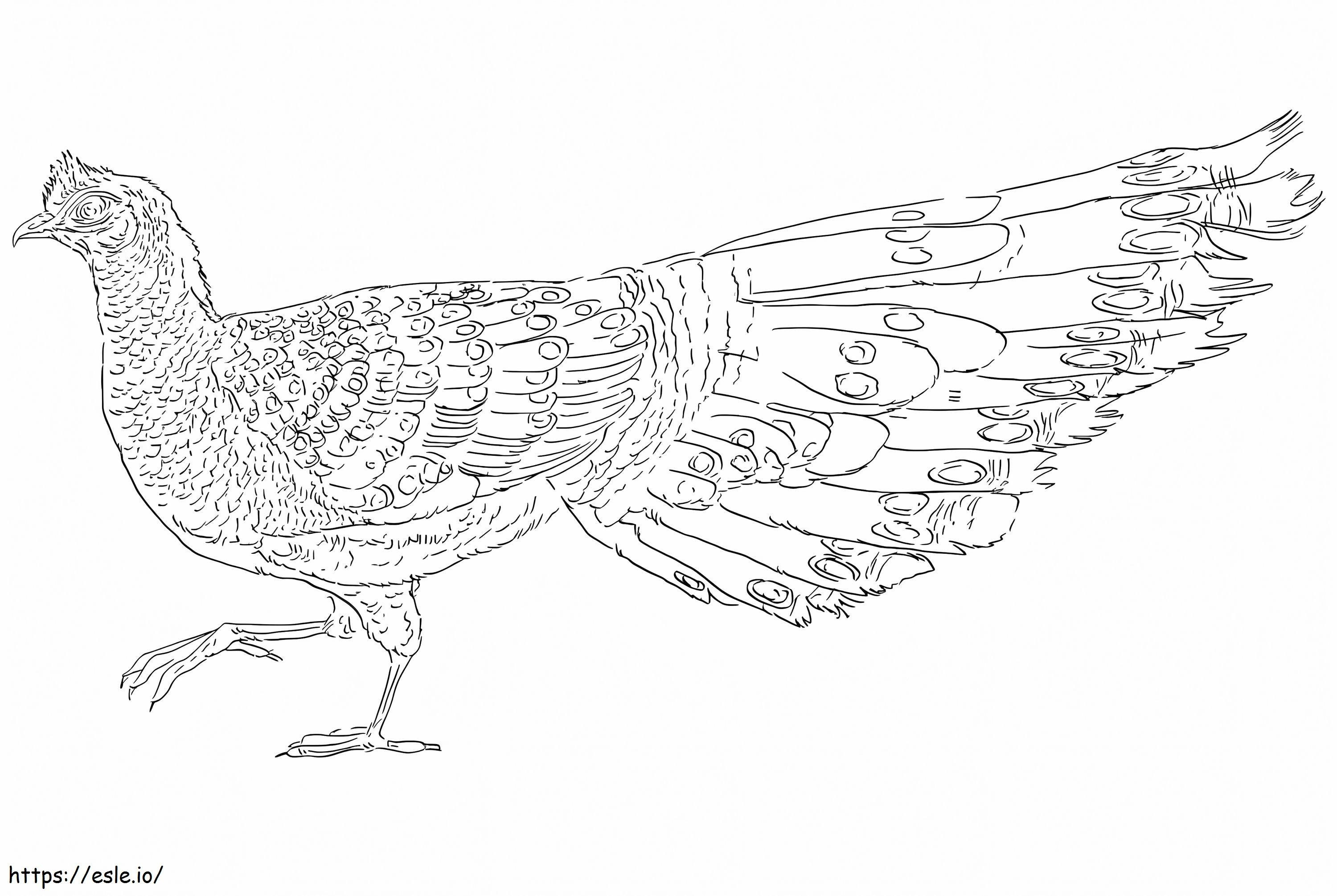 Grey Peacock Pheasant coloring page