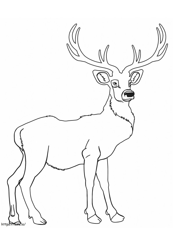 Täydellinen Deer värityskuva