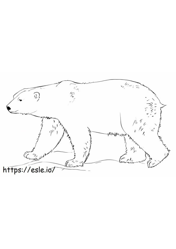 Ursul de gheață plimbându-se de colorat