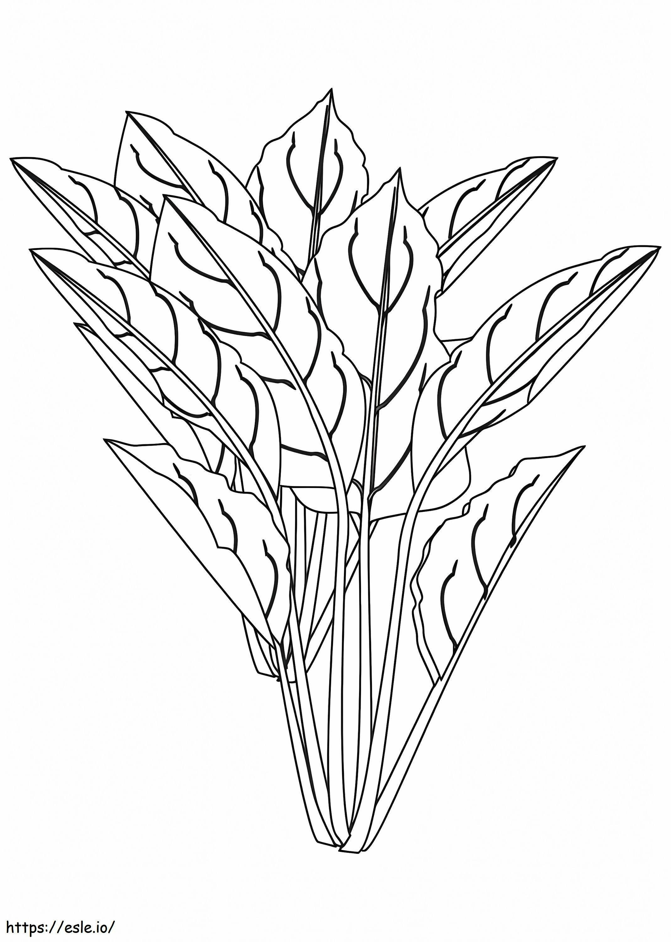 Spinach 3 coloring page