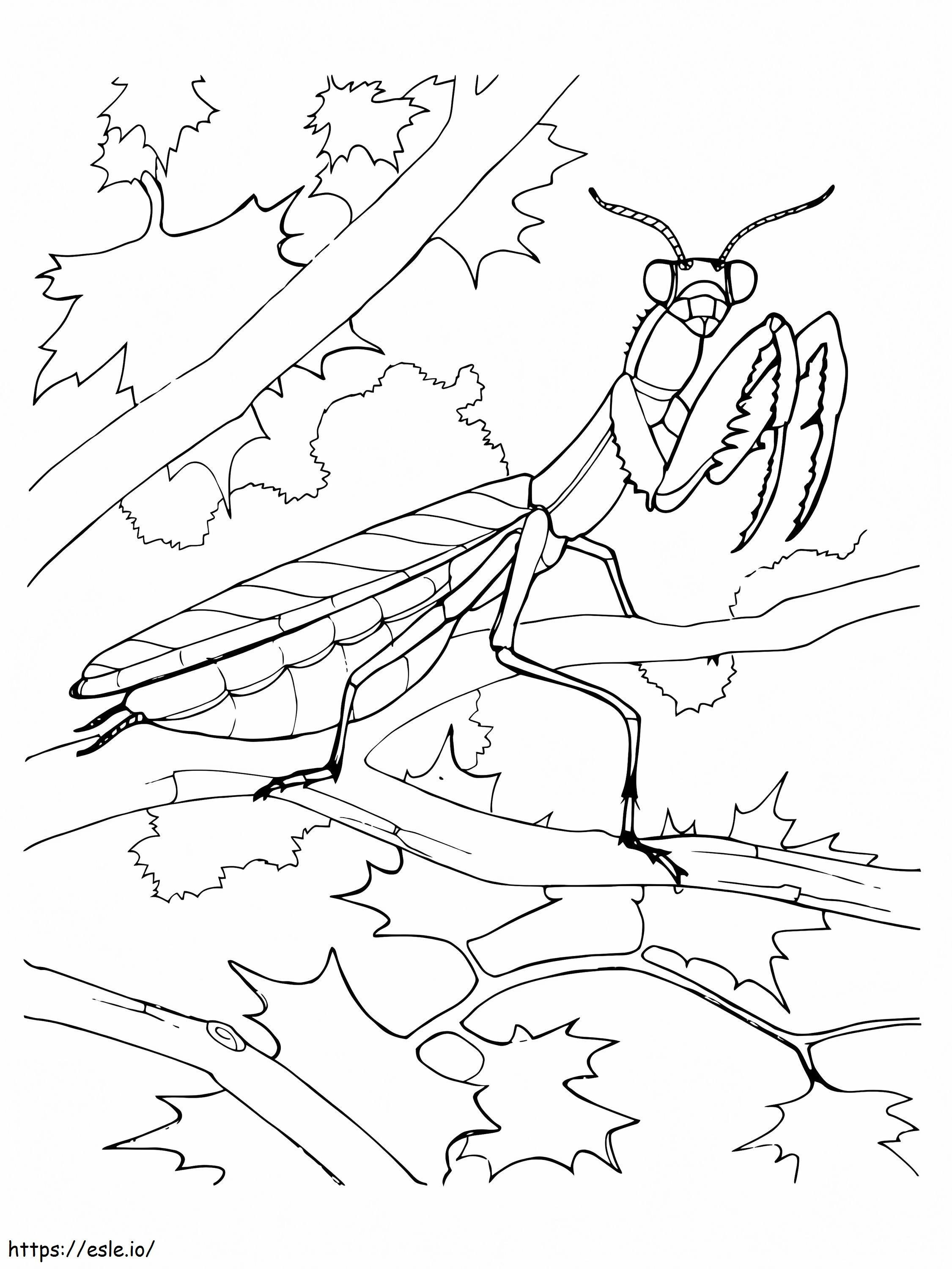 Free Praying Mantis coloring page