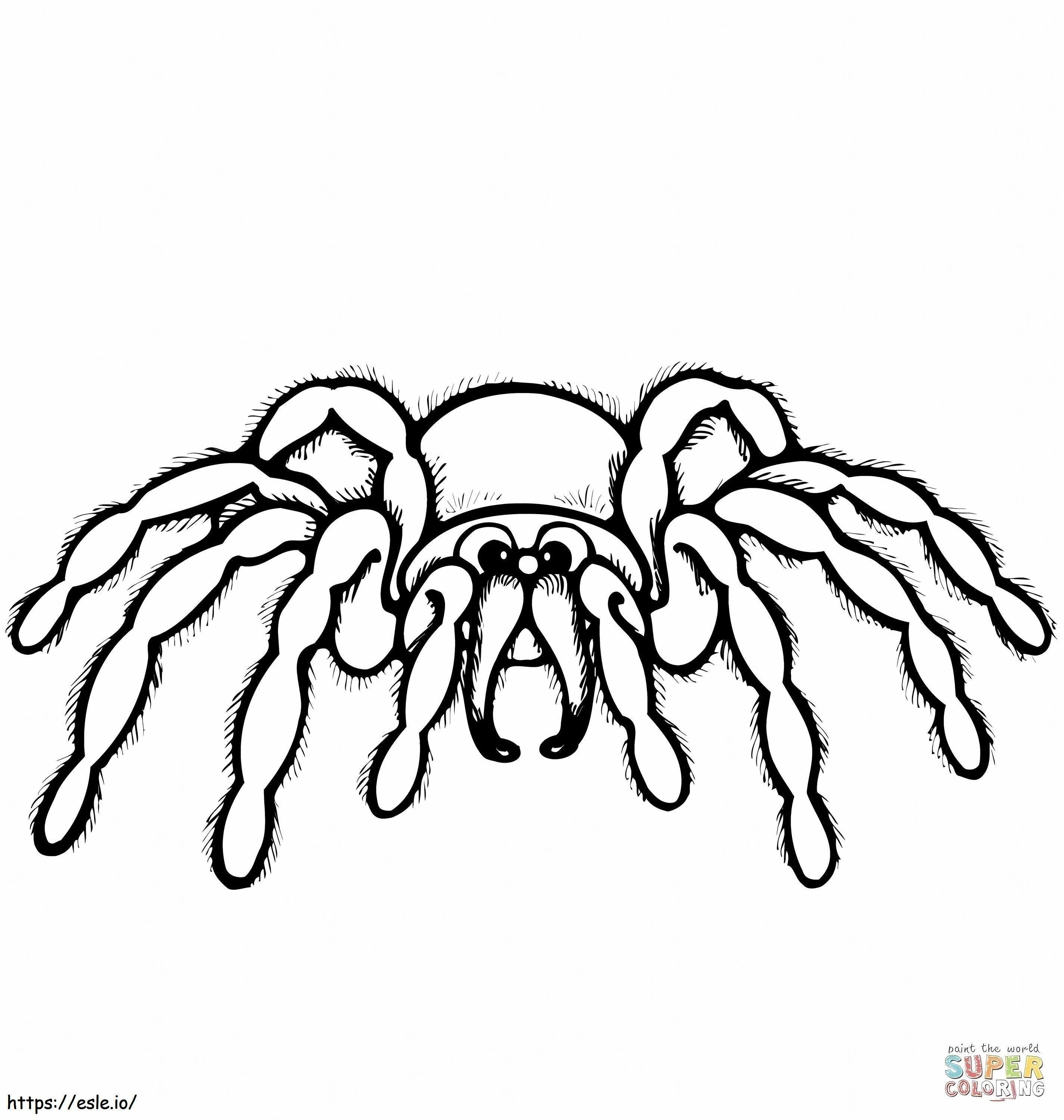 1545183392_Cartoon Spider coloring page