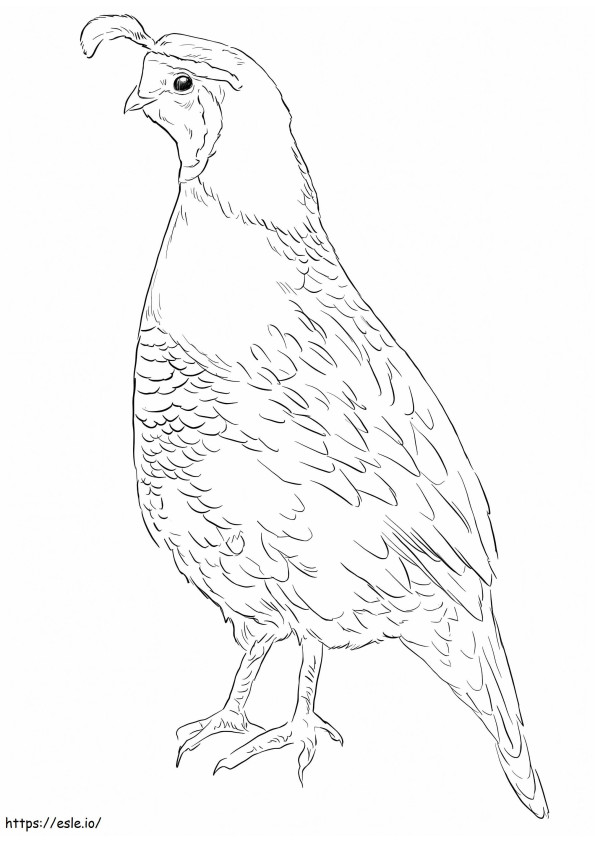 New Zealand Quail coloring page