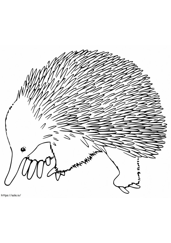 Echidna 4 coloring page