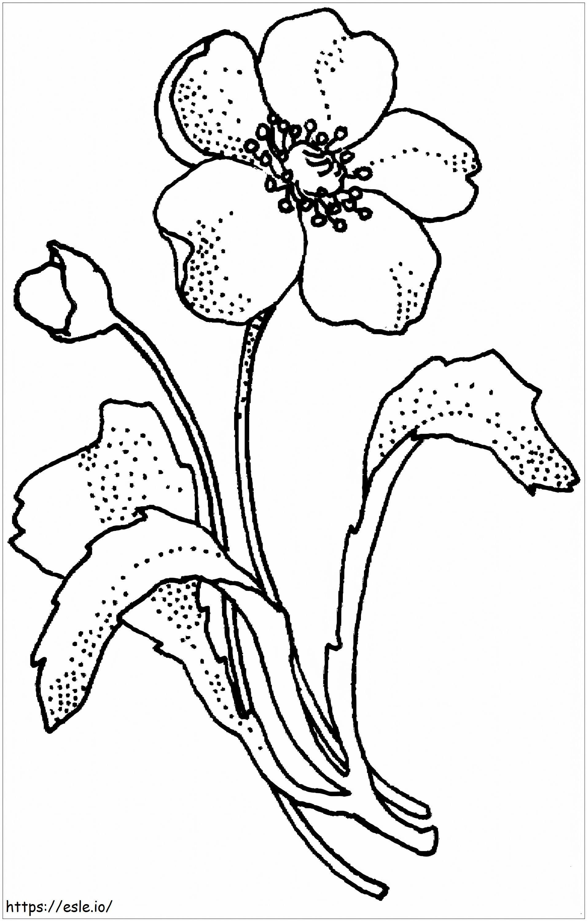Kwiat Amapola Papaveraceae kolorowanka
