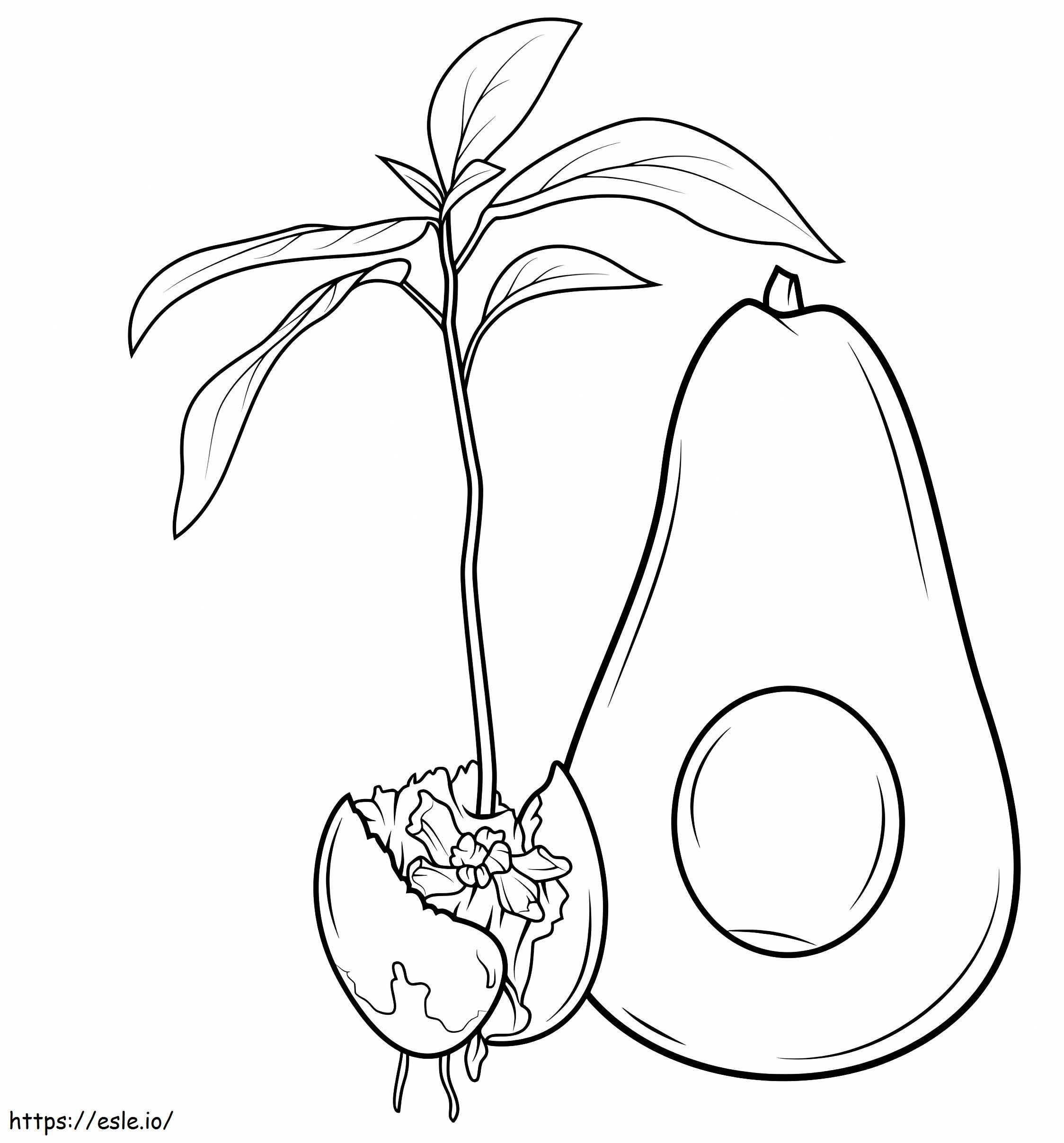 1559787942 Avocado And Sprout A4 coloring page
