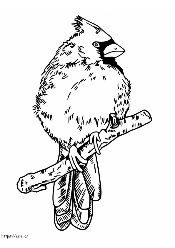 Coloriage Oiseau cardinal gratuit à imprimer dessin