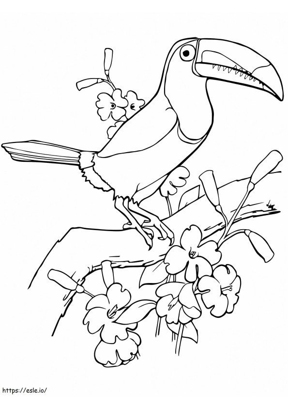 Pájaro tucán con pico de quilla para colorear