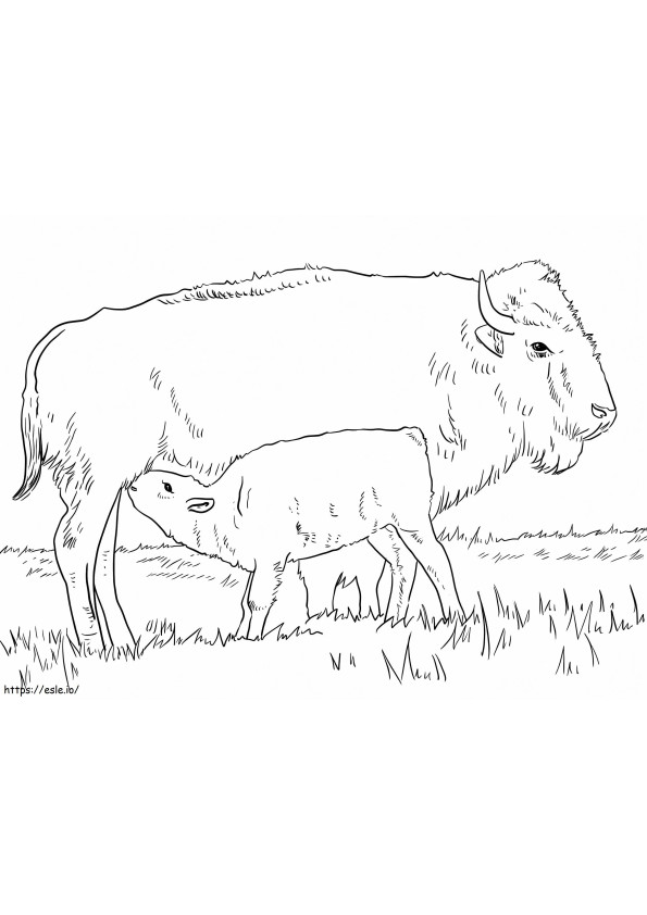 Cute Madre Bufalo Con Cucciolo Di Bufalo
