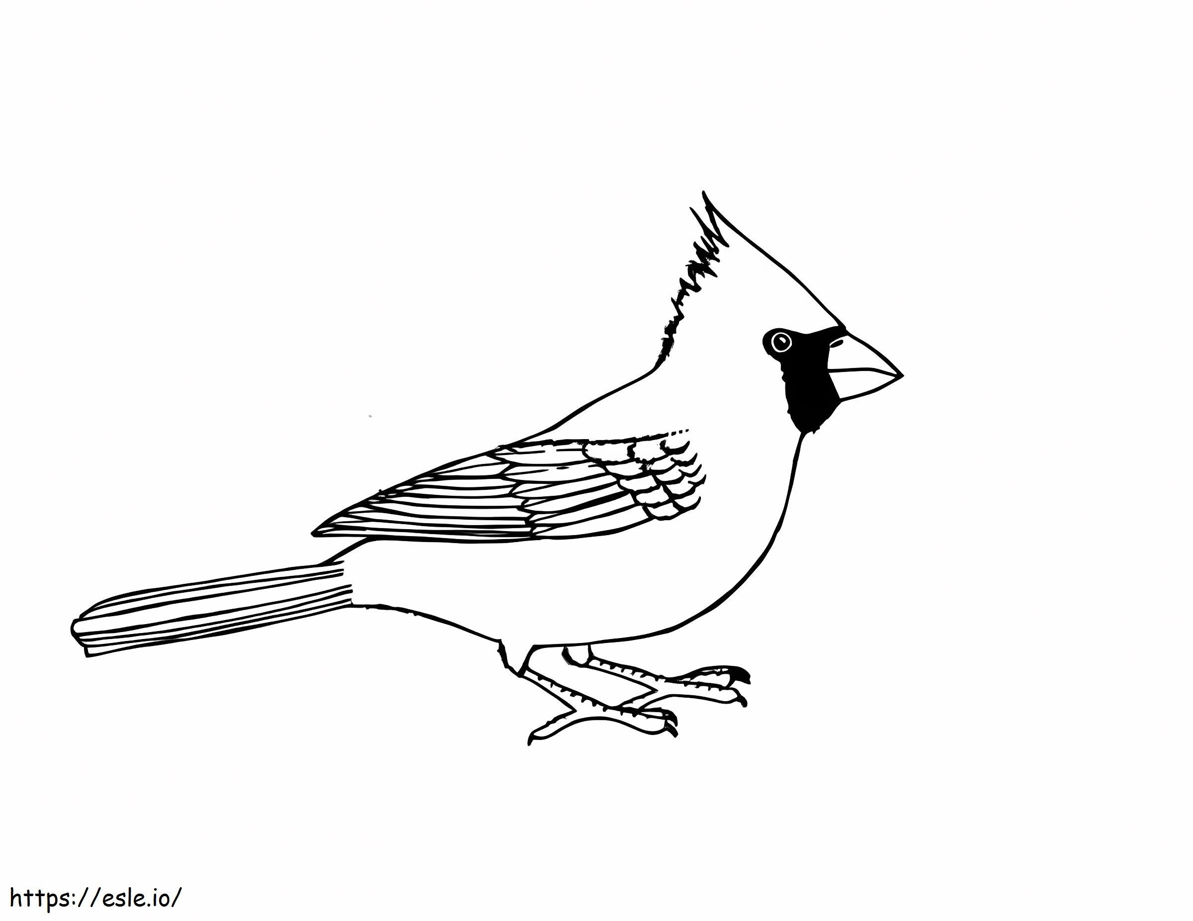 Kuva Cardinal Birdista värityskuva