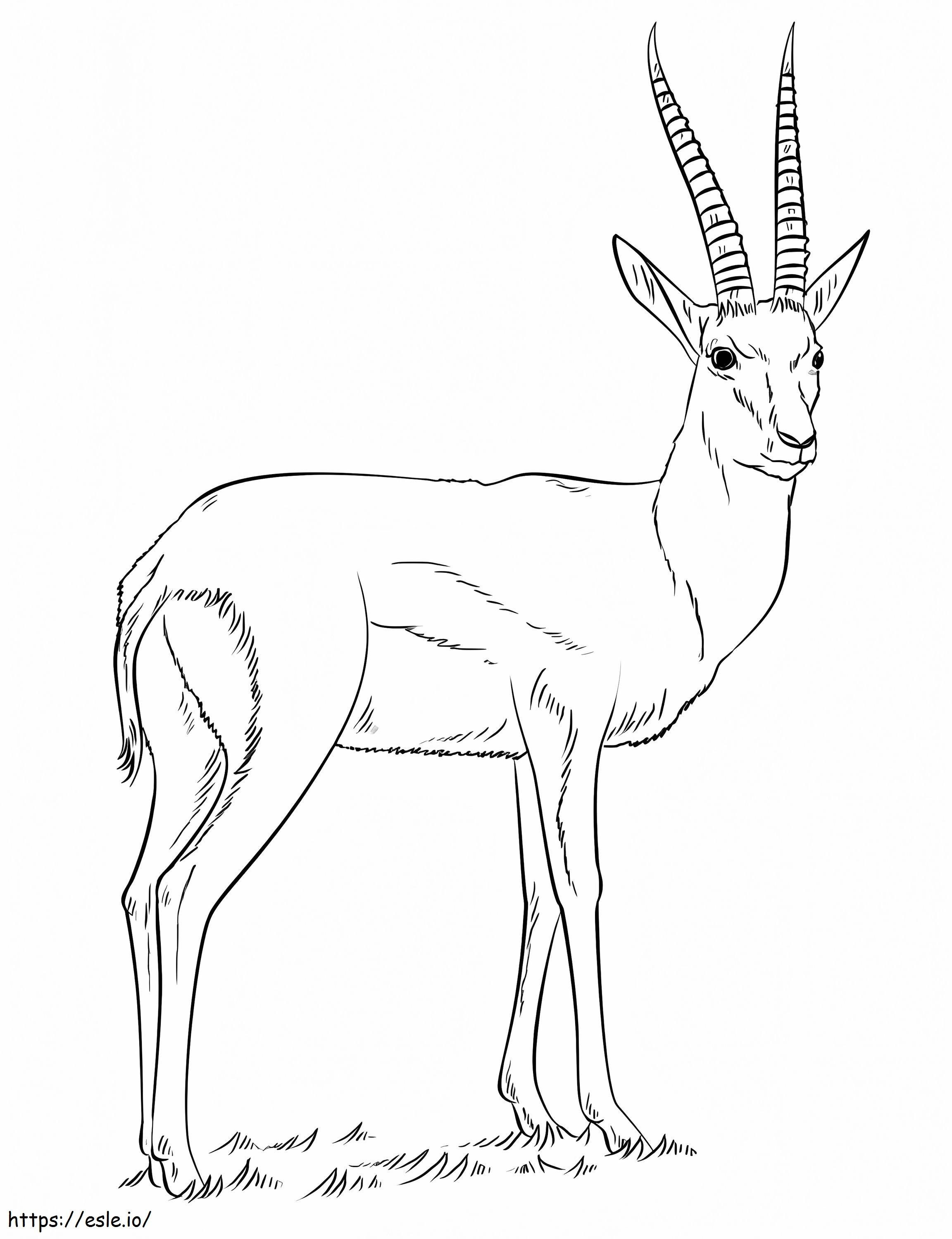 Thomsons Gazelle coloring page