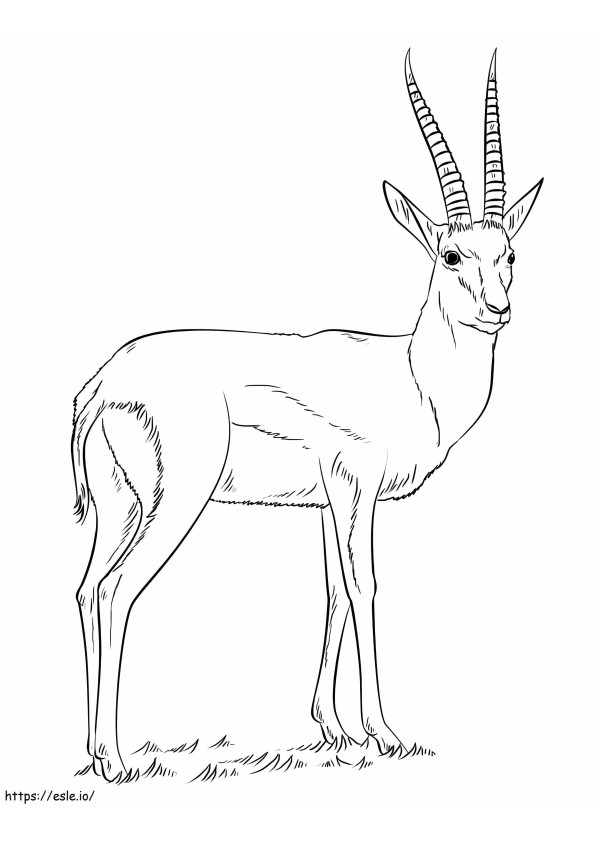 Coloriage Gazelle de Thomson à imprimer dessin