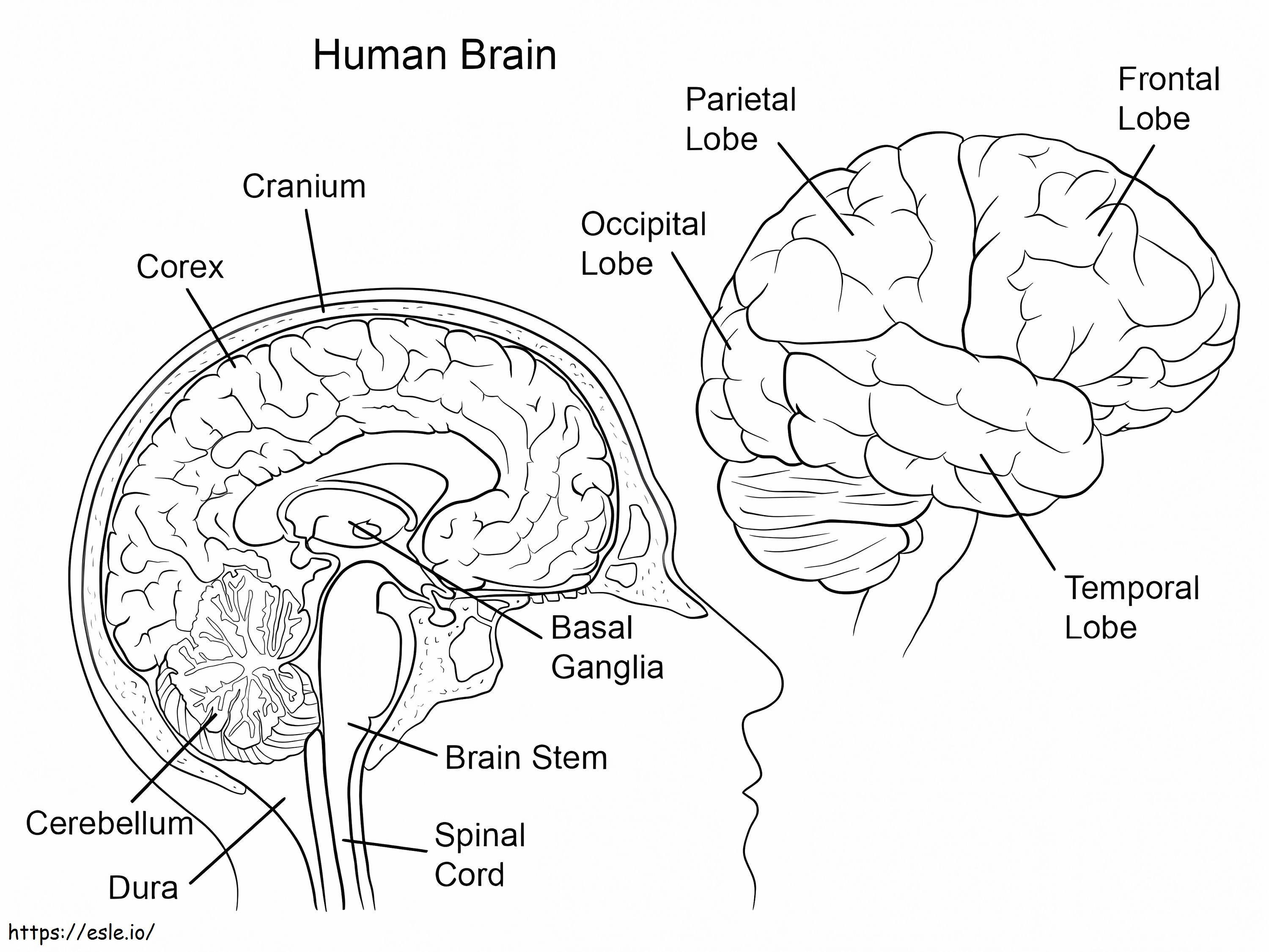 Anatomie des menschlichen Gehirns ausmalbilder