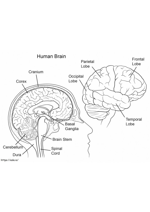 Anatomía del cerebro humano para colorear