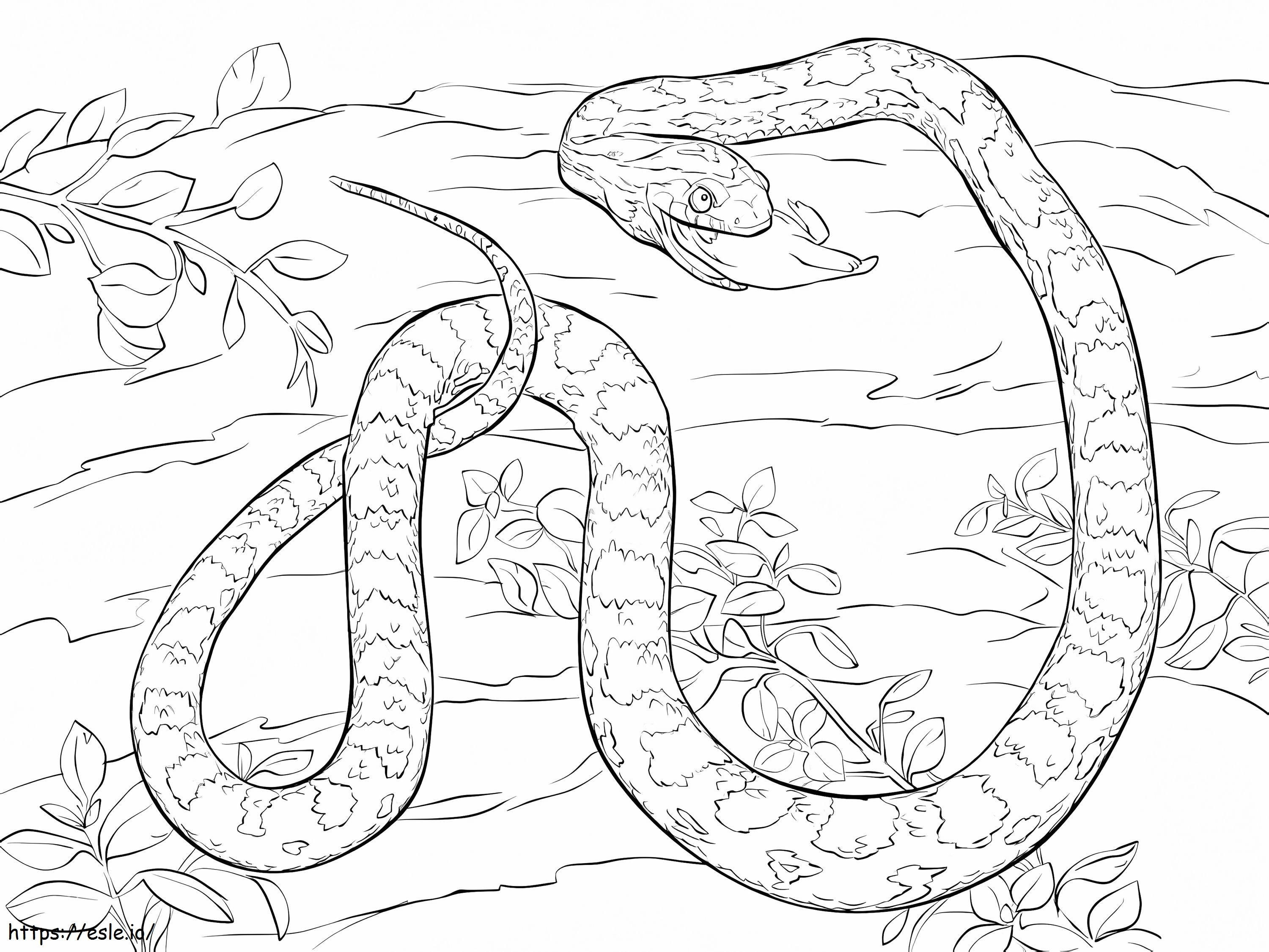 Free Python coloring page