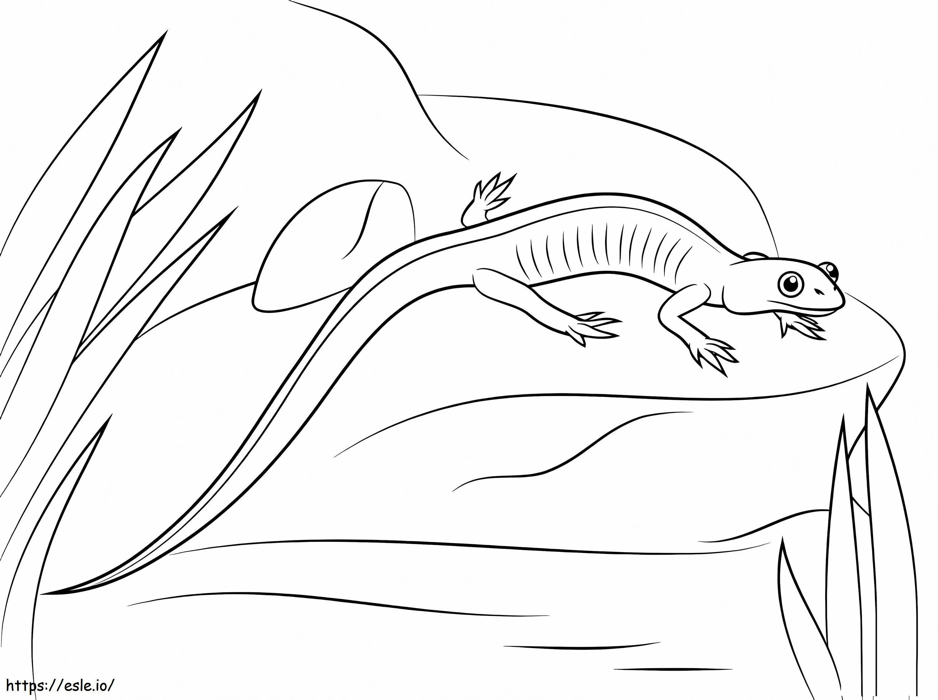 Northern Gray Cheeked Salamander coloring page