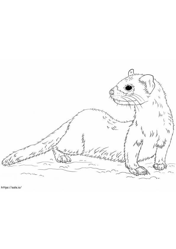 Wild Ferret coloring page