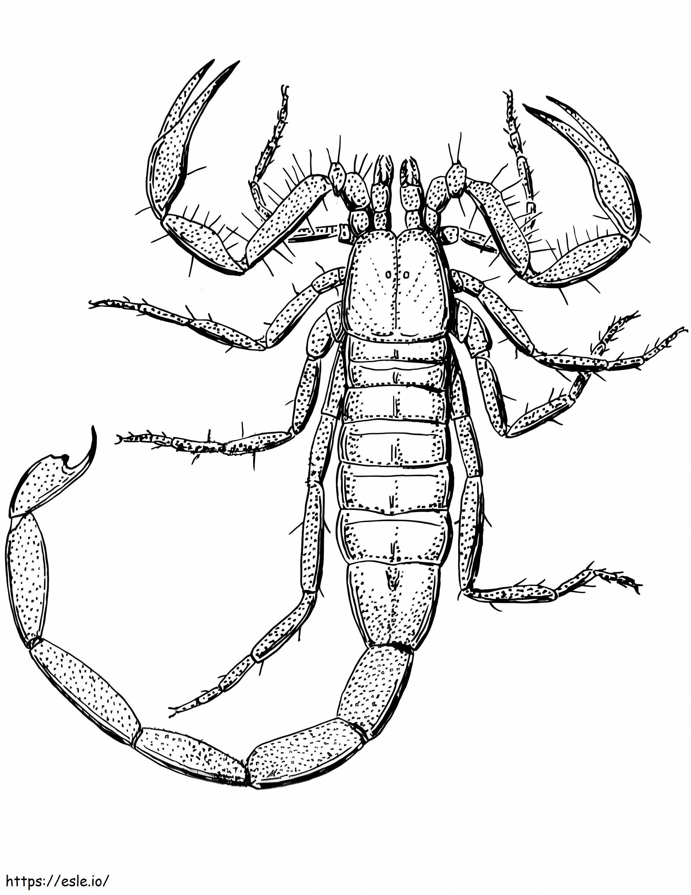 Scorpion Tulostettava värityskuva