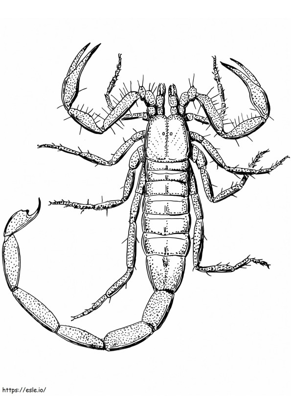 Coloriage Scorpion à imprimer à imprimer dessin