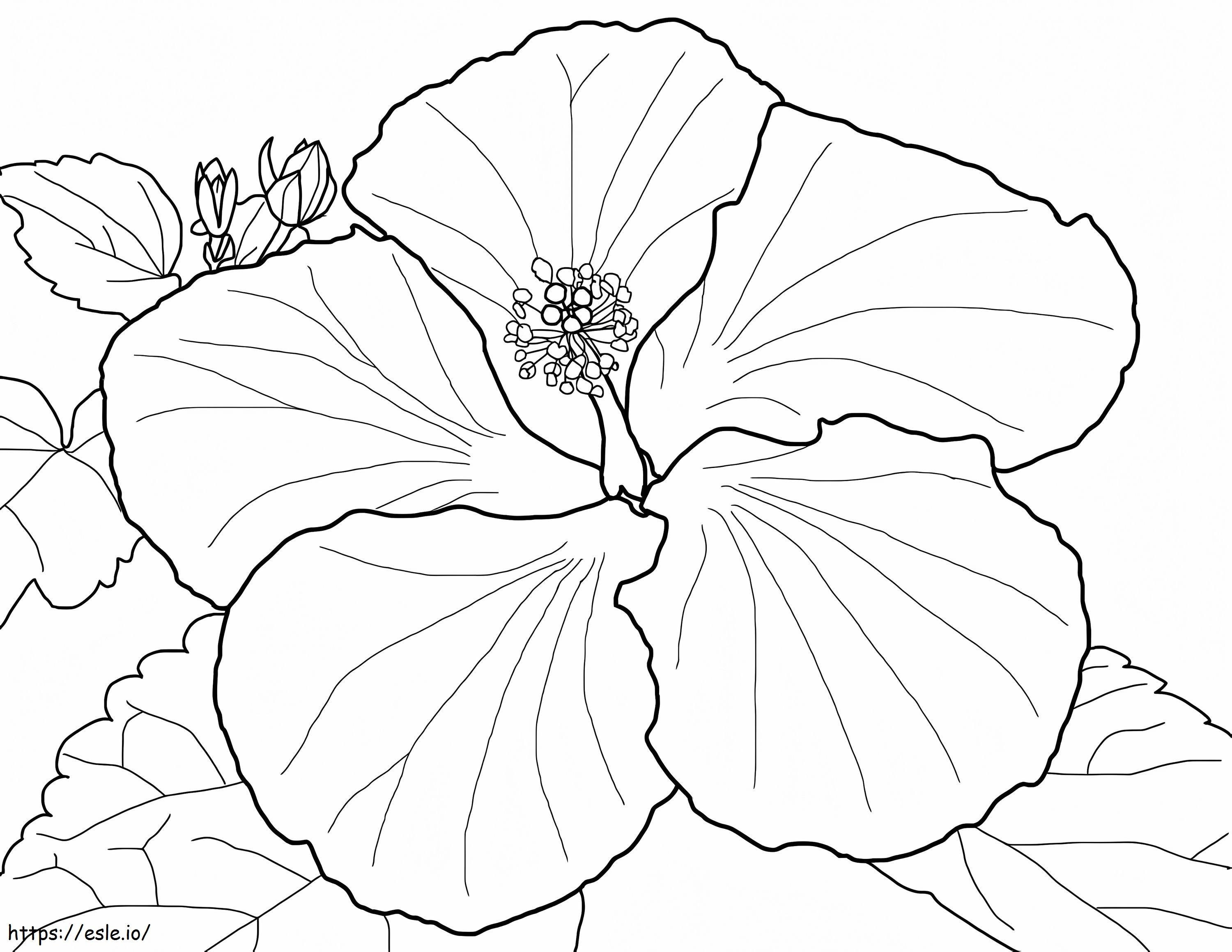 Coloriage Magnifique Hibiscus 1 à imprimer dessin