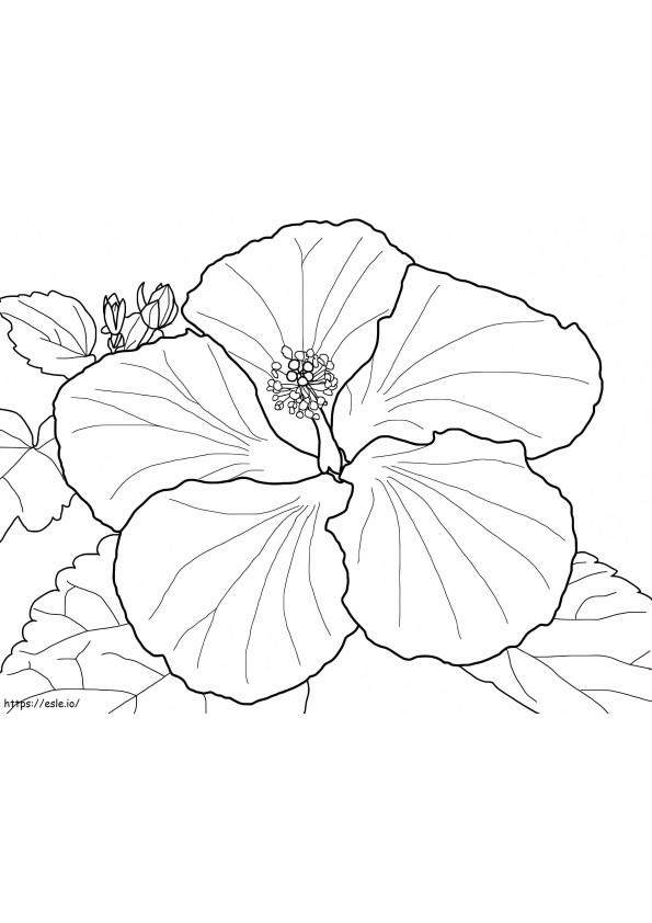 Coloriage Magnifique Hibiscus 1 à imprimer dessin