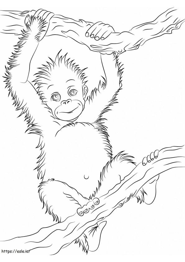 Árvore de galho de escalada de pequeno orangotango para colorir