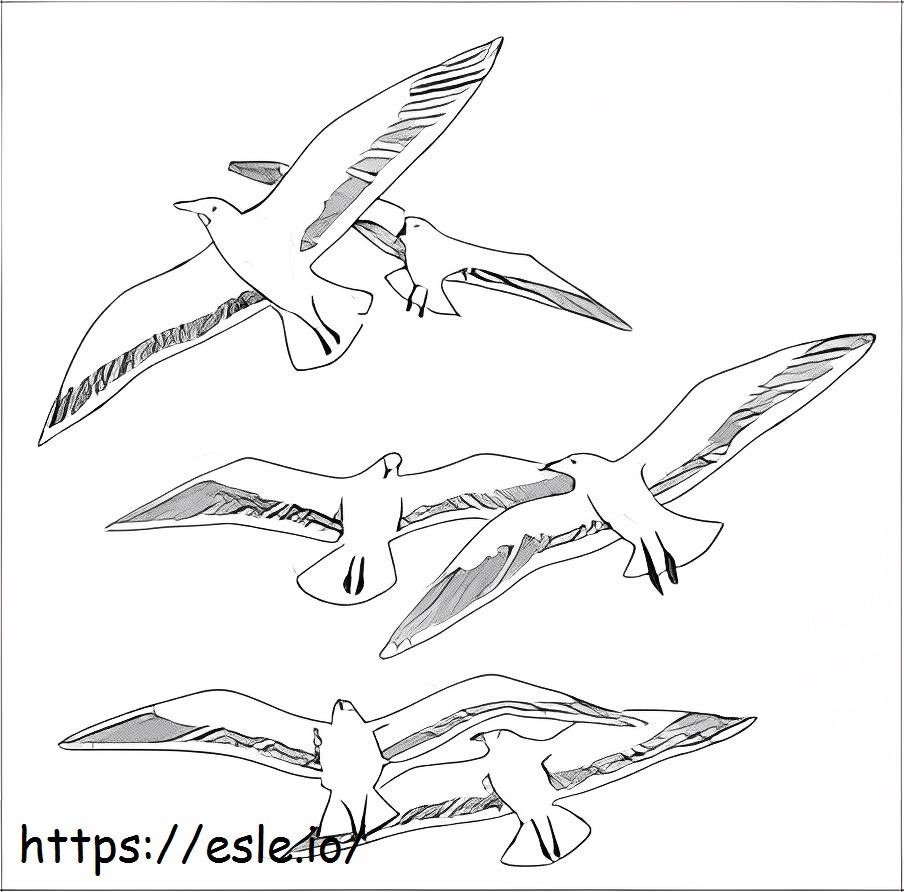 Seis pares de gaivotas para colorir