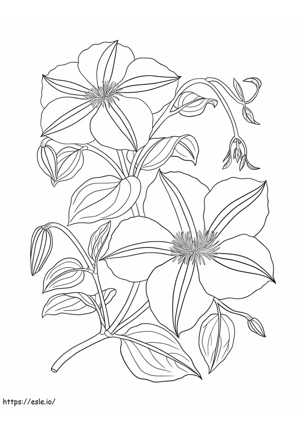 Good Clematis coloring page
