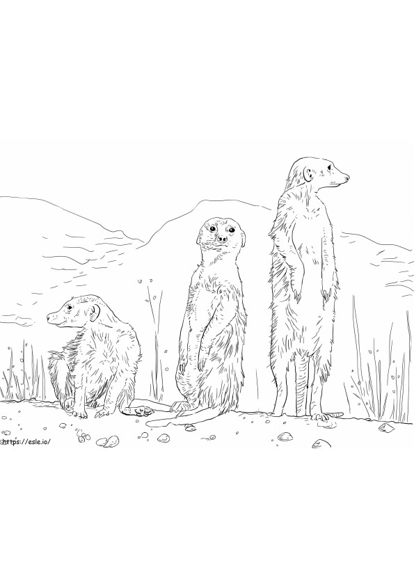 Coloriage Trois suricates à imprimer dessin