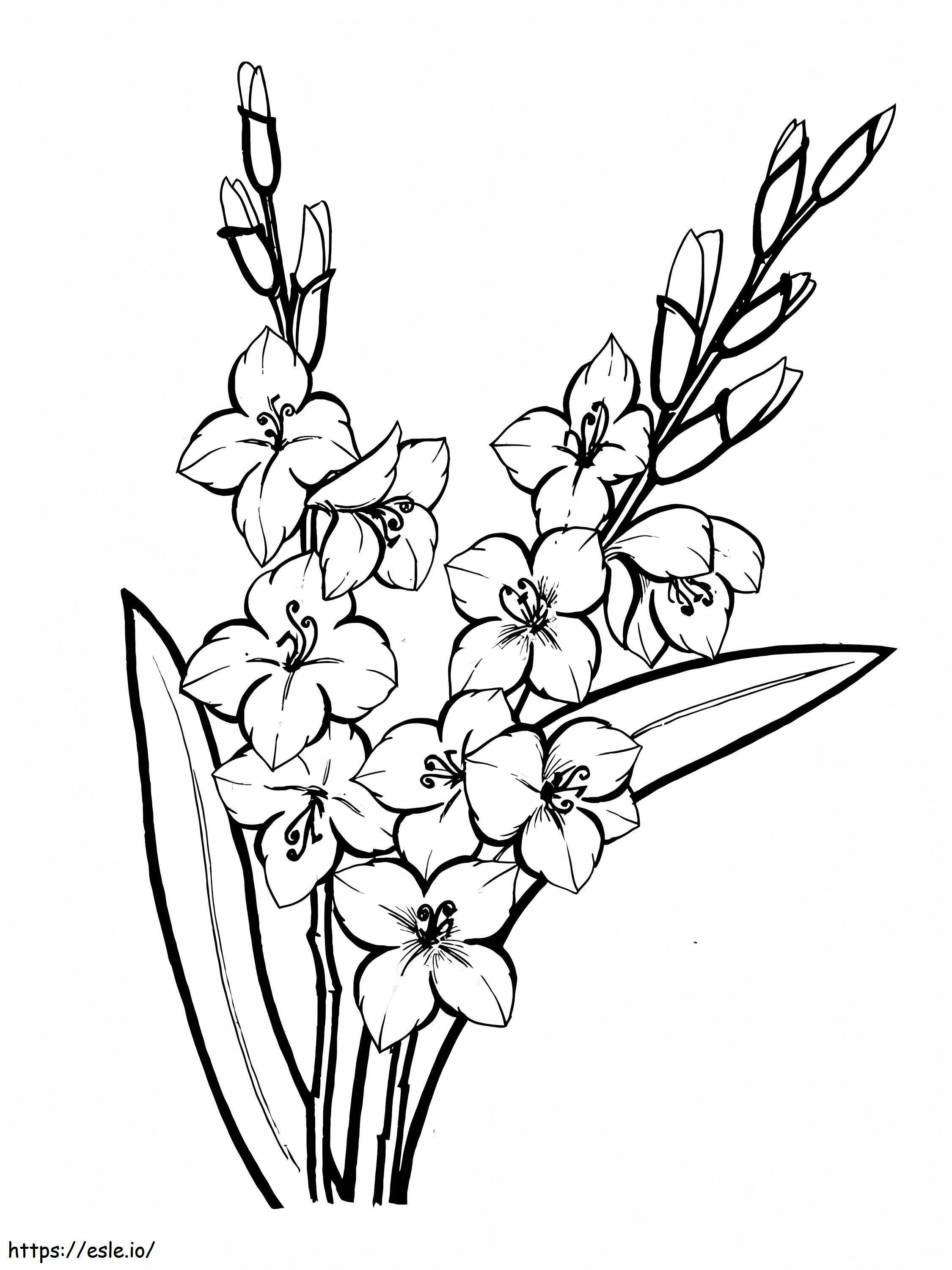 Flores de gladíolo 5 para colorir