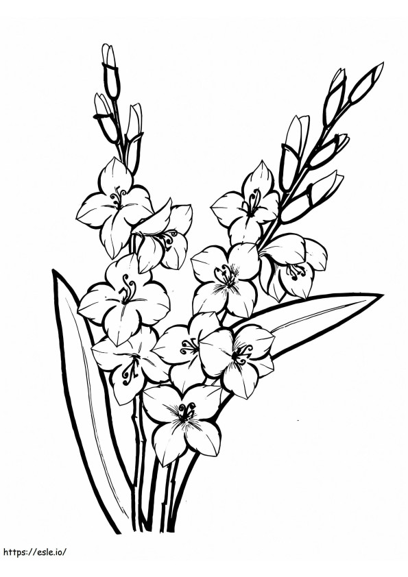 Flores de gladiolo 5 para colorear