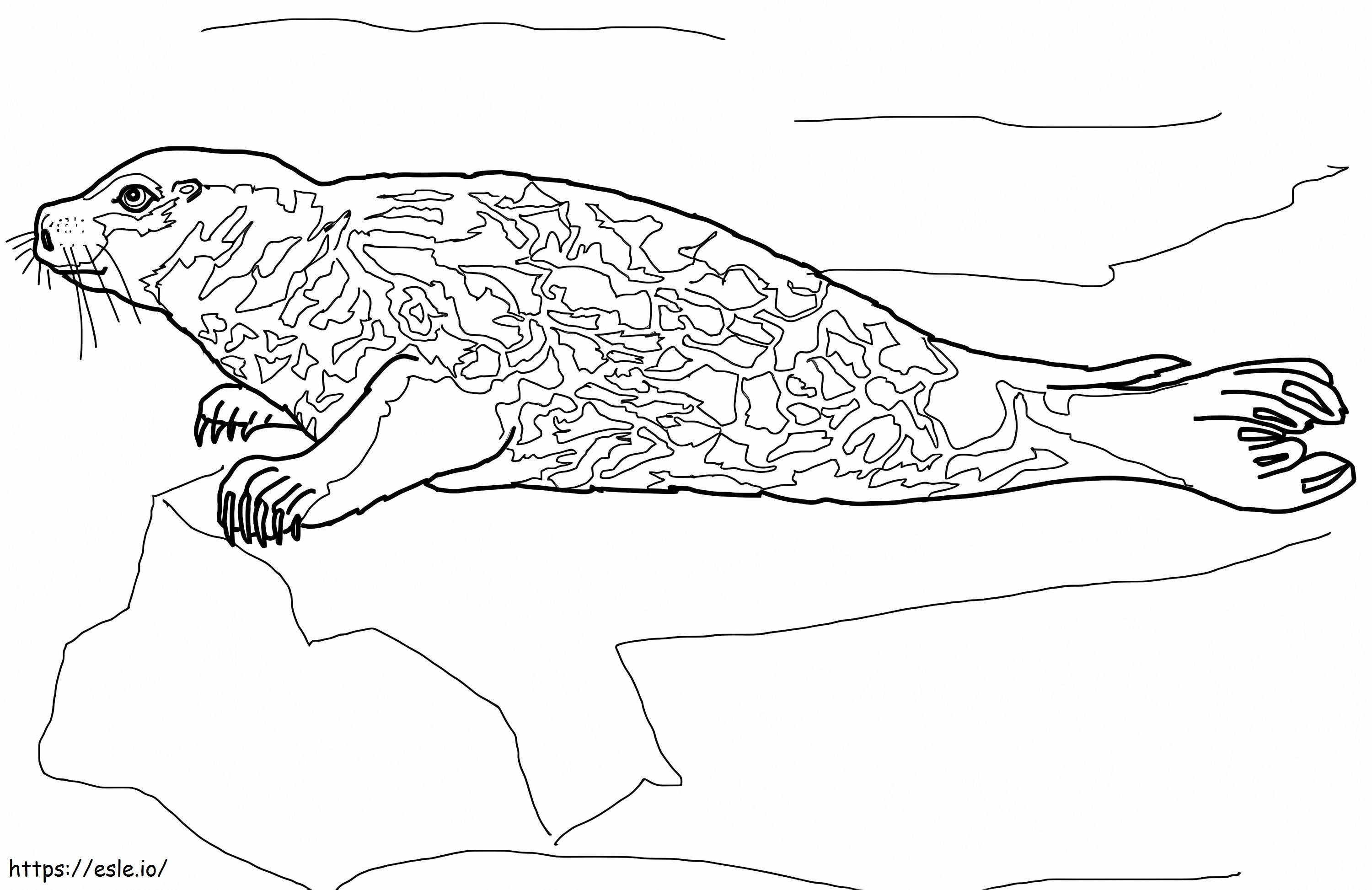 A Harbor Seal coloring page