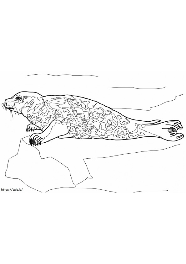 A Harbor Seal coloring page