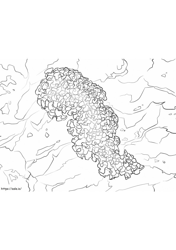 Coloriage Limace de mer de laitue à imprimer dessin